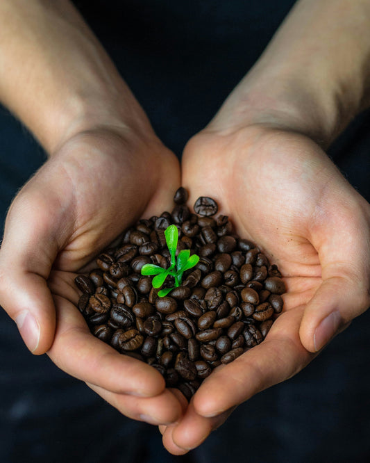 How Organic Coffee Complements Eco-Friendly Living